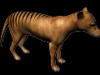 Thylacine 3D Model