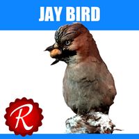 Jay Bird 3D Model