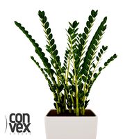 Potted Plant08 3D Model