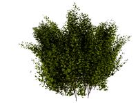 Cornus alba 3D Model