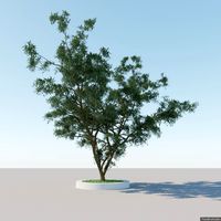 Generic Tree A4 3D Model