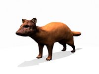 Marten 3D Model