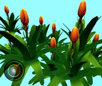 Download free Cone Headed Guzmania 3D Model