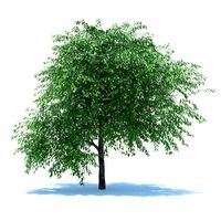 Cherry blossomed 3D Model