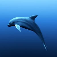 Dolphin 3D Model