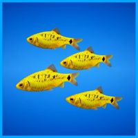 Golden Barb Fish 3D Model