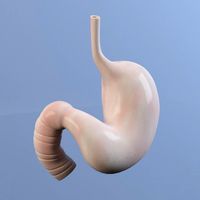 Stomach MAX 2011 3D Model