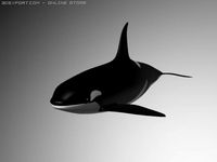 Orcakiller whale 3D Model