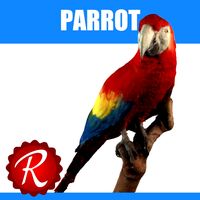 Parrot 3D Model