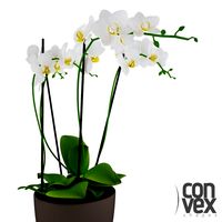 Potted Plant15 3D Model
