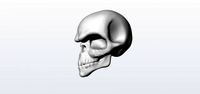 Skull 3D Model