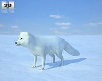 Arctic Fox 3D Model