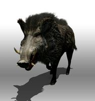 Wild Boar 3D Model