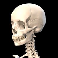 Anatomically Accurate Human Skull 3D Model