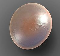 Globule cell 3D Model