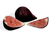 Figs 3D Model