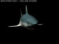 Shark Animated 3D Model