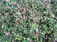 Ground plant package textures 3D Model