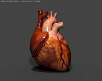 Heart 3D Model