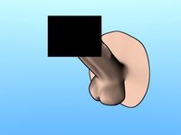 Penis erected 3D Model
