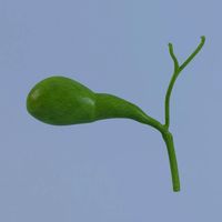 Gallbladder MAX 2011 3D Model