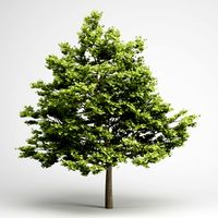CGAxis Field Maple 01 3D Model
