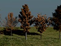High Poly Autumn Tree Package 3D Model