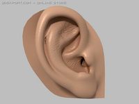 Human ear 3D Model