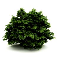 CGAxis Bottlebrush Buckeye 3D Model