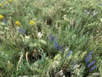 Grass 3D Model