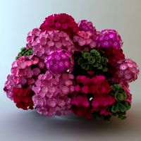 Plants in Pot 3D Model