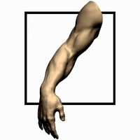 3D Models Arm Sculpt High Poly 3D Model