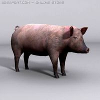 Pig 3D Model
