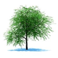 Cherry tree blossomed 3D Model
