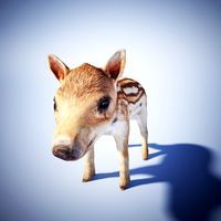 Wild piglet 3D Model