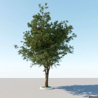 Generic Tree A1 3D Model