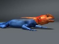 Rainbow Lizard 3D Model