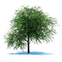 Cherry tree with berries 3D Model