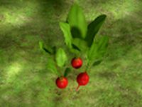 Radish plant 3D Model