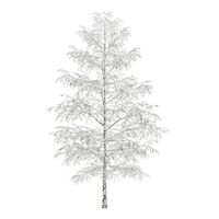 BirchTree 8m Winter 3D Model