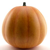 Pumpkin