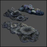 Coral Reef
