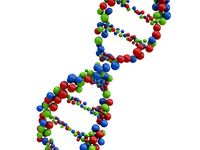 DNA Molecule Structure