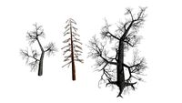 3 dead trees 3D Model
