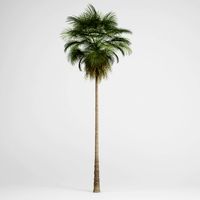 CGAxis Mexican Fan Palm 10 3D Model