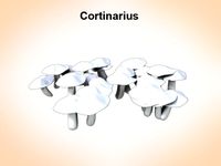Cortinarius 3D Model
