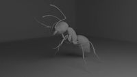 Ant 3D Model