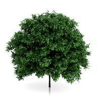 Common Hornbeam Tree (Carpinus betulus) 4.6m