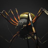Spider Tiger Rigged