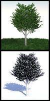 Birch Tree